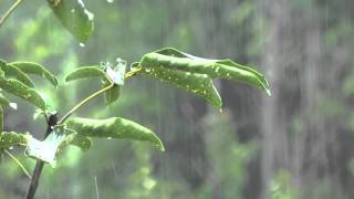 8h  Orage sans tonnerre  Bruit de la pluie pour se détendre et dormir [upl. by Bran]