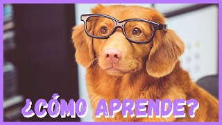 Cómo ENSEÑAR a un PERRO 👉 ¿Condicionamiento Operante 🤔 [upl. by Bernard]