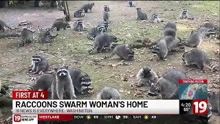 More than 100 raccoons swarm woman’s home demanding food [upl. by Ynnoj]