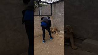 When Pets become hostile  Please Subscribe 🙏 dangerousl lion travel animals viralvideo fun [upl. by Patric]