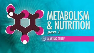 Metabolism amp Nutrition Part 1 Crash Course Anatomy amp Physiology 36 [upl. by Aletha]