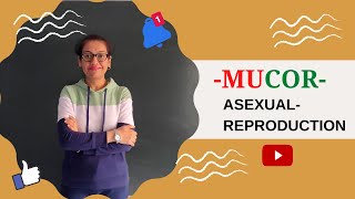 LECTURE 49BIOLOGY XI BIOLOGICAL CLASSIFICATION FUNGI MUCORASEXUAL REPRODUCTION [upl. by Gnah]