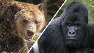 Grizzly Vs Gorilla  Who Would Win The Fight [upl. by Lefkowitz517]