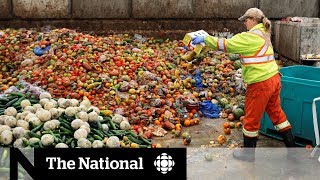 Canadians get creative in solving food waste problem [upl. by Laup]