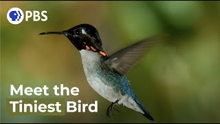 Meet The Smallest Bird On Earth [upl. by Baptista]