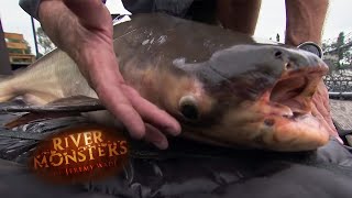 An Unusual Catfish  CATFISH  River Monsters [upl. by Tennek]