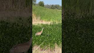 Sandhill cranes taking care of a goose [upl. by Drofla467]