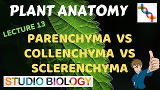 Plant Anatomy 13  Parenchyma vs Collenchyma vs Sclerenchyma [upl. by Garth]