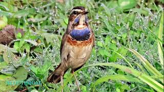 Bluethroat [upl. by Barkley]