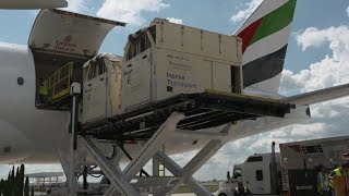 The worlds largest commercial air charter of horses  Emirates SkyCargo [upl. by Engedus]