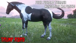 Free Piebald Tobiano Hungarian Halfbred [upl. by Hulen874]