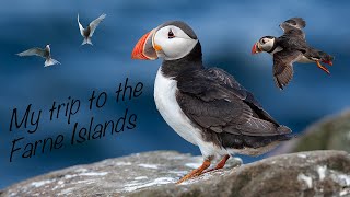 Farne Islands  Bird photography [upl. by Bonine885]