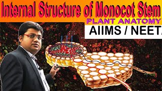 internal structure of monocot stem [upl. by Elleyoj]