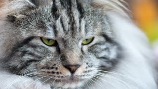 10 Pros and Cons of Owning a Kurilian Bobtail Cat🙄🤔😘👀 [upl. by Essie]