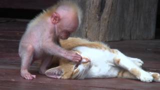 Quand singe et chat se font un calin [upl. by Eixel372]