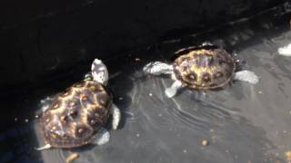 6 MONTH UPDATE Ornate diamondback terrapin juveniles Macrospilota [upl. by Morganstein]