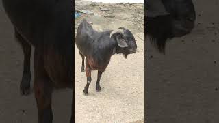 Male Goat Sound [upl. by Milore]