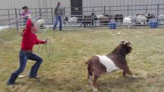 Goat Roping  Winnemucca Rodeo 2017 [upl. by Carson268]