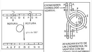 Biología  Mutaciones cromosómicas [upl. by Haimerej440]