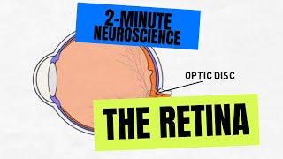 2Minute Neuroscience The Retina [upl. by Oiuqise]