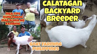 GOAT FARMING PHILIPPINES BAKIT MAGAGANDA ANG MGA KAMBING SA CALATAGAN BATANGAS COMBI FA RM VISIT [upl. by Yznyl66]