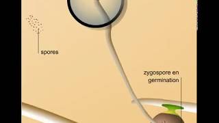 Reproduction sexuée dun zygomycète [upl. by Rasure]