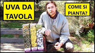 Come piantare la VITE DA UVA da tavola con le BARBATELLE  Tutorial Agricoltura [upl. by Jeffcott]