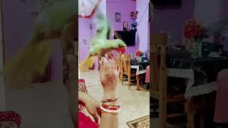 m tota m tota lal rang ka m viral mittoo parrot parrotlover birds [upl. by Paik45]