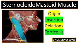 SternocleidoMastoid Muscle [upl. by Imas]