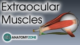 Extraocular Muscles  Eye Anatomy [upl. by Saretta]