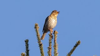 Singdrossel am sonnigen Morgen Enchanting Song Thrush on a sunny morning [upl. by Ydok]