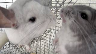 Chinchilla Barking amp Fighting [upl. by Cyb698]