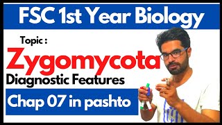 Zygomycota  Life cycle of mucor and rhizopus  11 biology chapter 7 in pashto [upl. by Haibot446]