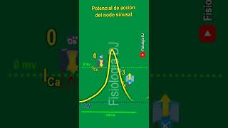 Potencial de acción cardíaco  Potencial de acción cardíaco fisiología  Nodo sinusal [upl. by Frederico]