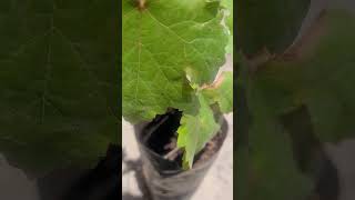 Como germinar uvas 2024 viralvideo gardening garden nature [upl. by Ivek]