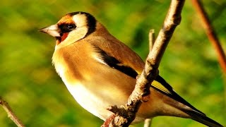 Goldfinch Bird Song and Sounds  Birds Singing  One Hour of Beautiful Goldfinches [upl. by Behah]