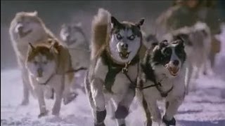 Aventuras en Alaska Snow Dogs  Trailer [upl. by Hnim]