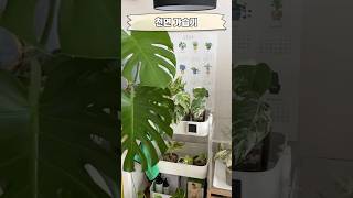 천연 가습기 키워보세요 식물 plants monstera 공기정화식물 몬스테라 식집사 [upl. by Etnovad]