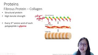 213 Globular and Fibrous Proteins Cambridge AS amp A Level Biology 9700 [upl. by Vod]