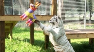 BIG Cats VS Piñatas [upl. by Atirihs989]