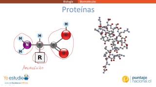 Biomoléculas [upl. by Lyn]