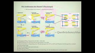 Wie ist der Muskel aufgebaut [upl. by Nosduh]