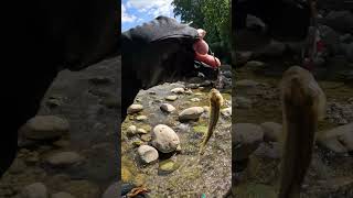 Stream Fishing streamfishing lure lurefishing fishingvideo gofishing cauca fishingtechniques [upl. by Arykat]