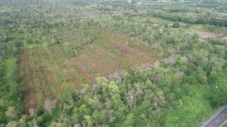 Calophyllum inophyllum Nyamplung CIFOR Central Kalimantan Oct 2022 POI View Drone [upl. by Drofniw537]