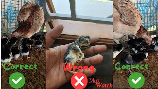 How to hatch eggs in Tamiltamilnadu chicken eggs youtube viral birds hatching farming hen [upl. by Arihsay]