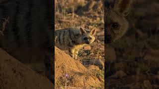 Aardwolf Facts  Interesting Facts about Aardwolf  Shorts [upl. by Siari263]