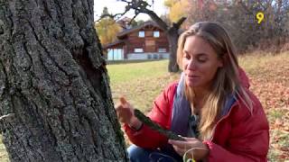 LA VALAISANNE CÉLINE BARMAN AVEC SES BIJOUX SINSPIRE DE LA NATURE [upl. by Viveca]