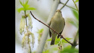 259 Budníček větší zpěv Phylloscopus trochilus Willow Warbler Fitis [upl. by Gazo712]