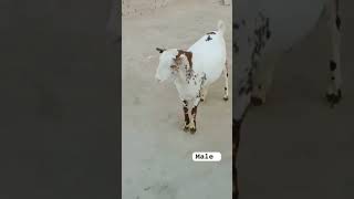 Masha Allah❤️  Tedda🐐🤩 hijaziupdates goat goatkid bakraeidspecial [upl. by Haggerty65]