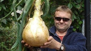 Allotment Diary  Planting out the Giant amp Exhibition Onions in the Polytunnel [upl. by Graaf943]